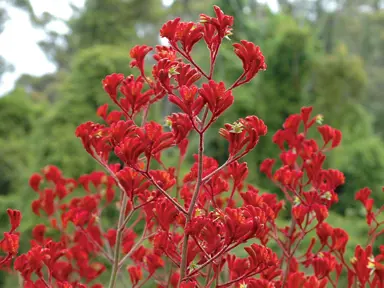 anigozanthos-landscape-scarlet-1