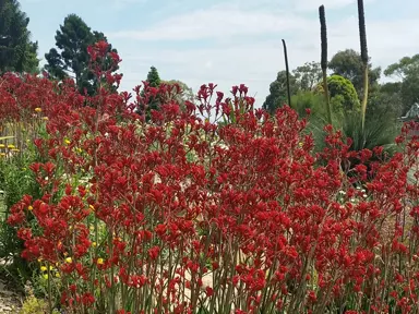 anigozanthos-landscape-scarlet-2