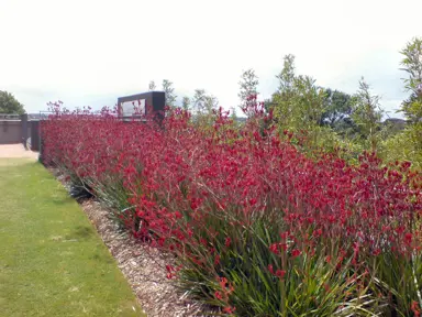 anigozanthos-landscape-scarlet-3