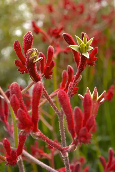 anigozanthos-landscape-scarlet-4