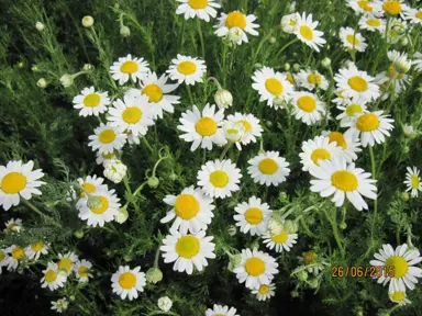 Anthemis nobilis plants with white flowers and green foliage.