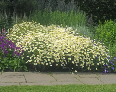 Anthemis 'Sauce Hollandaise' plants in a garden with masses of flowers.