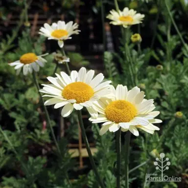 anthemis-susanna-mitchell-1