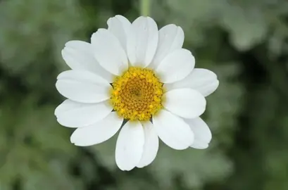 anthemis-cupaniana-2