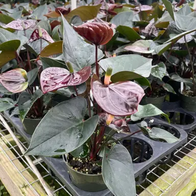 anthurium-giant-chocolate-