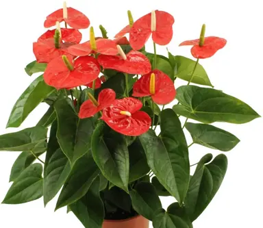 anthurium-jambo-red-