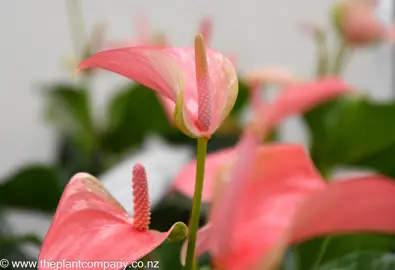 anthurium-joli-blush--1