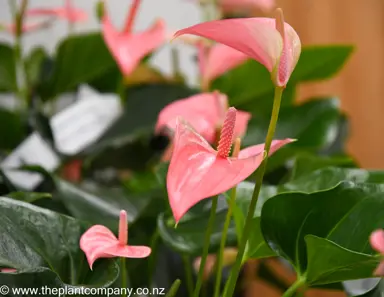 anthurium-joli-blush--2