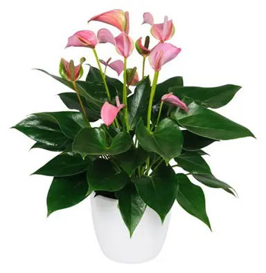 anthurium-joli-blush-