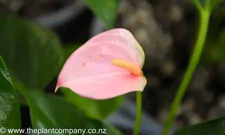 anthurium-joli-peach-