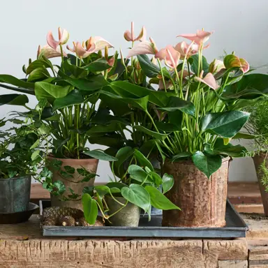 anthurium-joli-peach-1