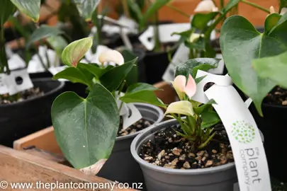 anthurium-joli-peach-2