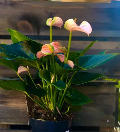 anthurium-joli-peach-3