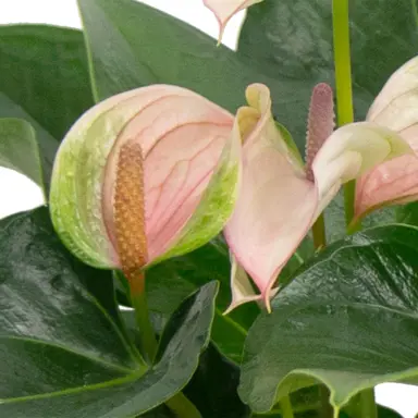 anthurium-joli-pulse-