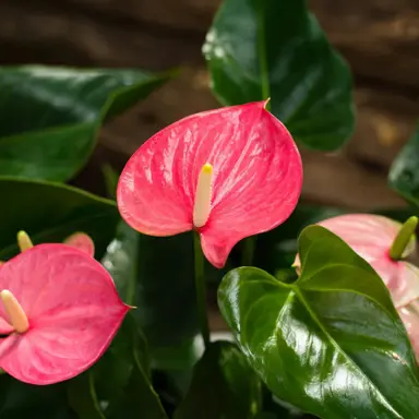 Anthurium Maine plant with pink flowers.