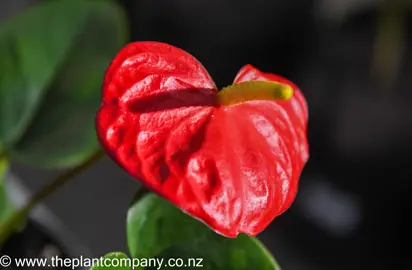 anthurium-red-winner-