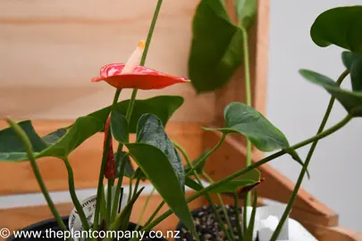 anthurium-red-winner-1