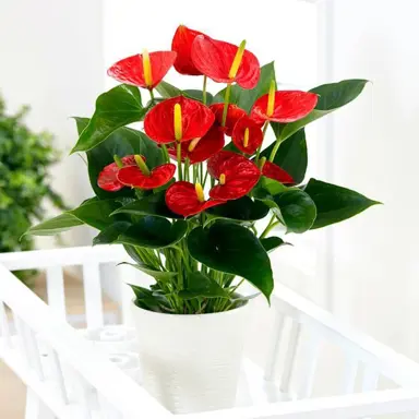 Anthurium 'Red' growing in a pot.