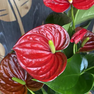 anthurium-success-red-