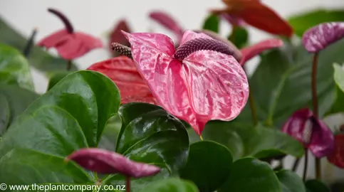 anthurium-utah--1