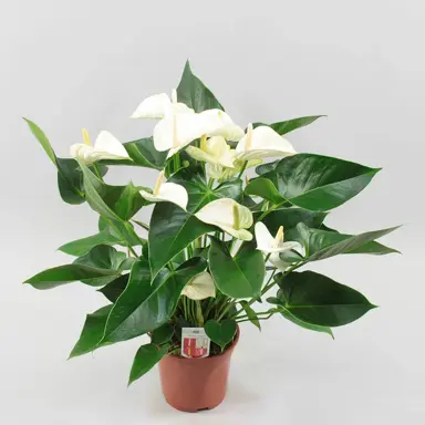 anthurium-white-winner-