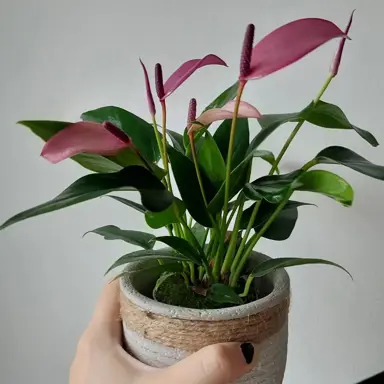 Anthurium Zizou Purple plant with purple flowers and green foliage.