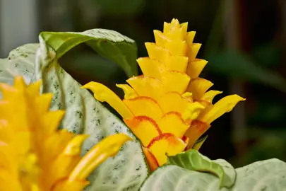 aphelandra-snowflake--1