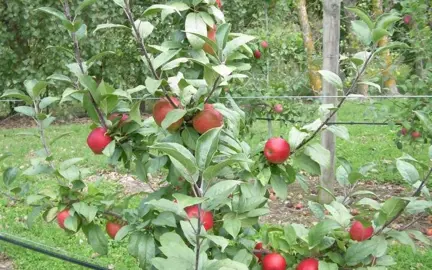 Apple autento red fruit on a tree.