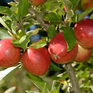 Braeburn apple fruit on a tree.