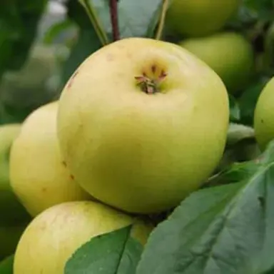 apple-freyberg-