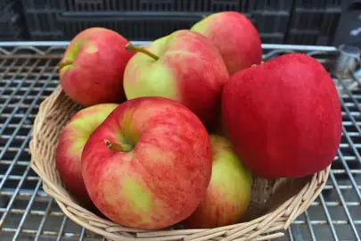 Apple Initial and Sir Prize fruit on a plate.