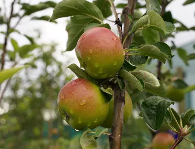 Apple Sturmer fruit on a tree.