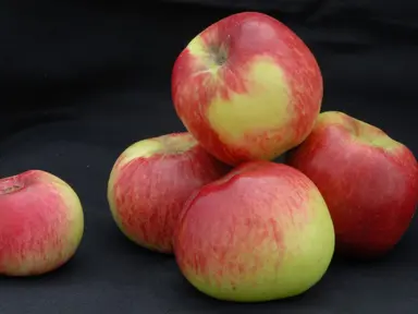 apple-montys-surprise-dwarf-