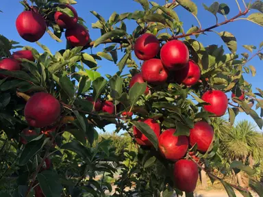 apple-royal-gala-and-granny-smith-1