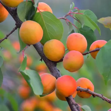 Apricot 'Golden Glow' fruit.