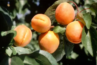 Apricot 'Goldrich' fruit.