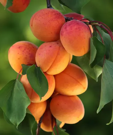 Apricot 'Goldstrike' fruit.