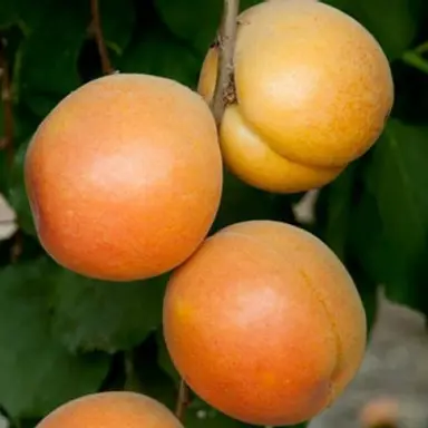 Apricot 'Katy Cot' fruit.