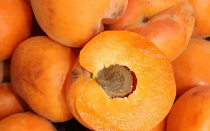 Apricot 'Moorpark' fruit.