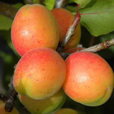 Apricot 'Newcastle Early' fruit.