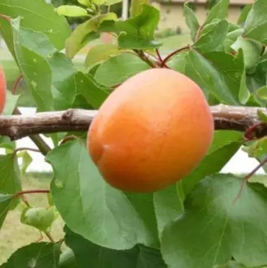 Apricot 'Tomcot' fruit.