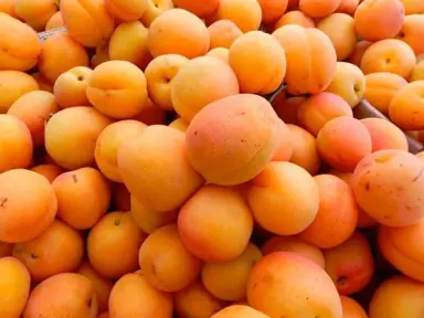 apricot-castlebright-