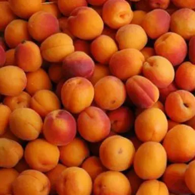 apricot-fitzroy-