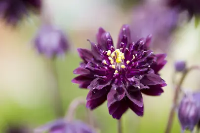 Aquilegia Black Barlow dark purple, double flower.