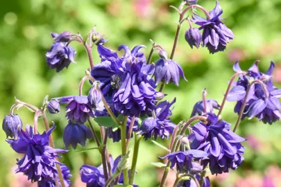 Aquilegia Blue Barlow cluster of blue flowers.