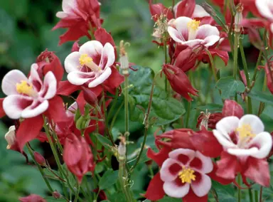 Aquilegia Cardinal plants with elegant, red and white flowers.