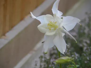 Aquilegia Dragonfly white flower.