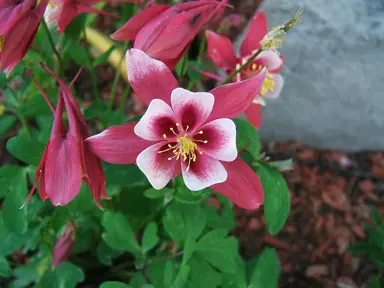 Aquilegia Origami Red And White flower.