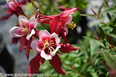 aquilegia-red-hobbit-