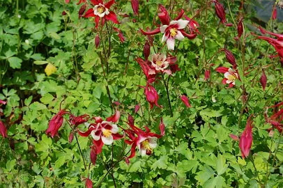 aquilegia-red-hobbit-1